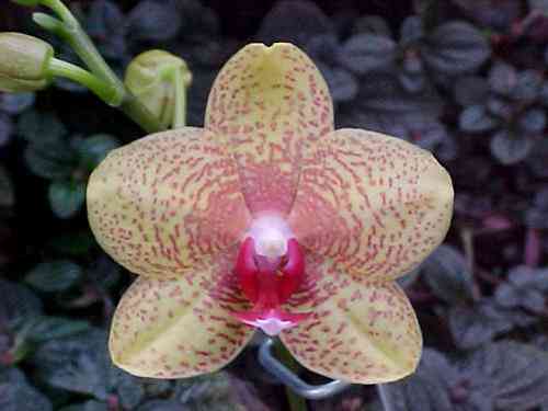 Phalaenopsis Touei You Beauty Matou Taipei Gold STMAM-AOS1
